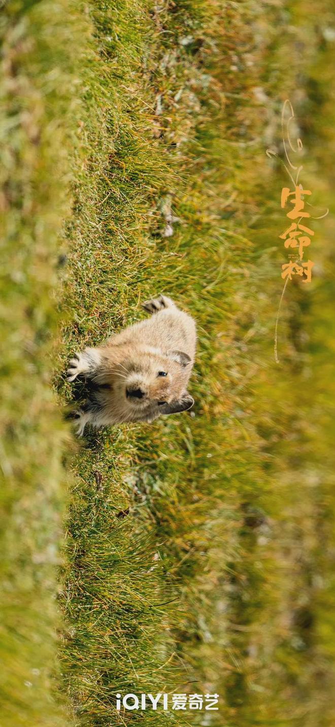 _《生命树》大结局，林培生被判无期，老韩白芍、邵云飞白菊圆满_《生命树》大结局，林培生被判无期，老韩白芍、邵云飞白菊圆满