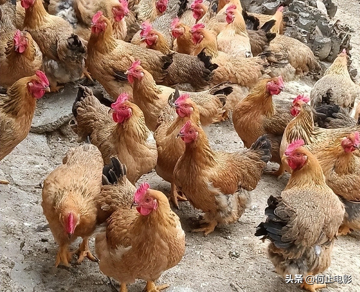 _官媒和党媒是什么意思_大骨面加什么料