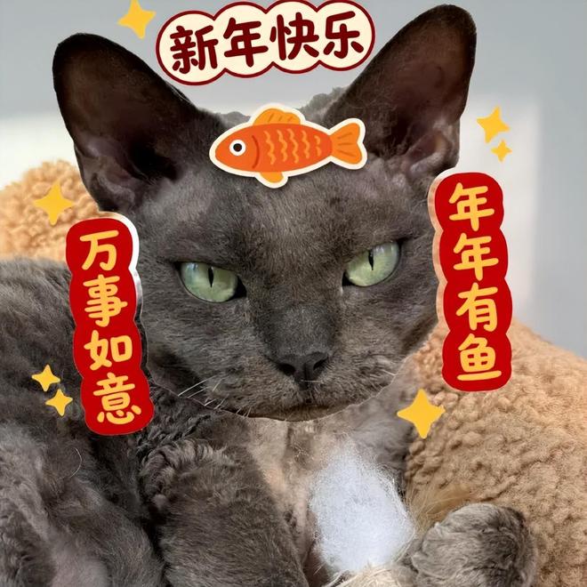 _超小厨吃饺子视频_厨师秀饺子