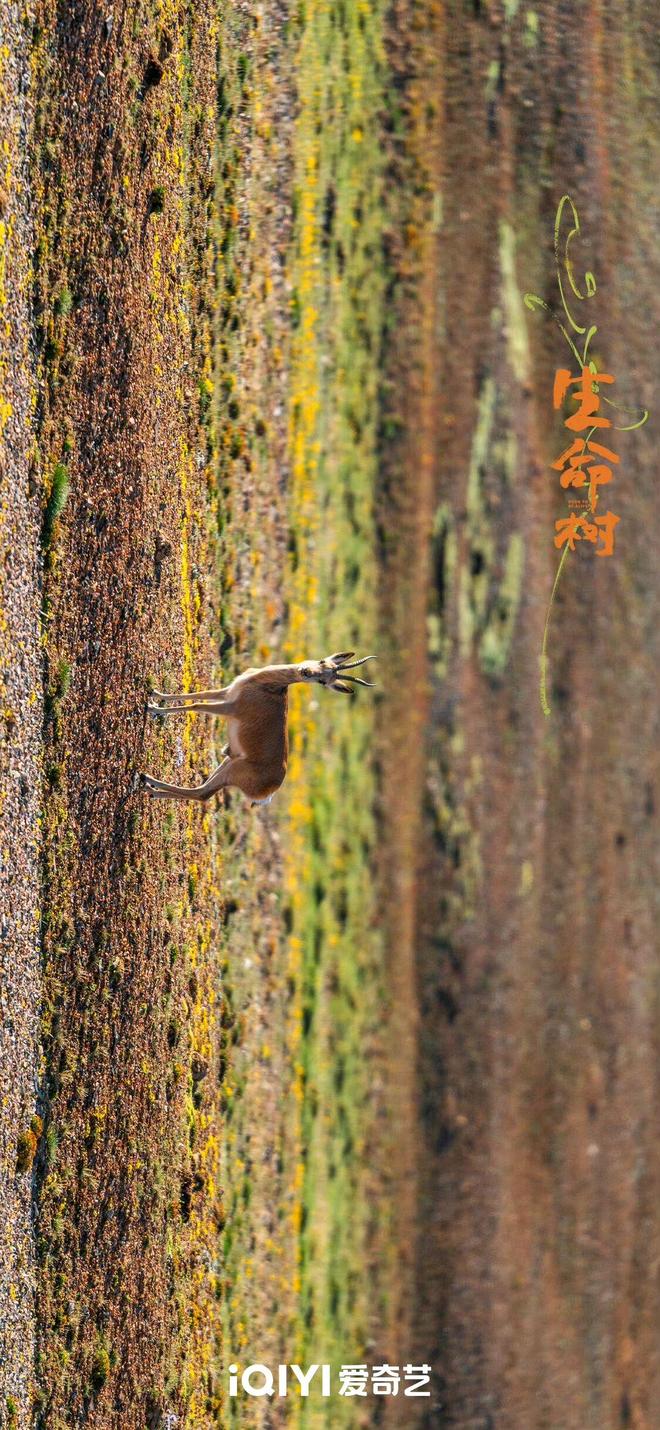 《生命树》大结局,孟耀辉被击毙,林培生判无期,白菊邵云飞复婚_《生命树》大结局,孟耀辉被击毙,林培生判无期,白菊邵云飞复婚_