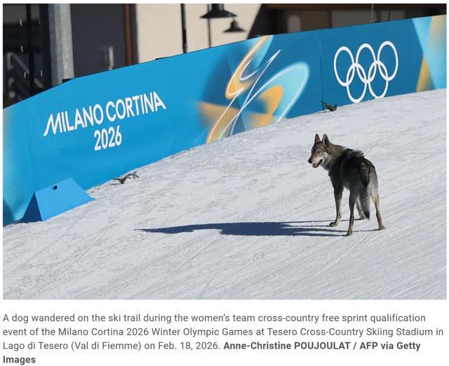 狼犬闯入冬奥赛场，终点前追着选手跑__狼犬闯入冬奥赛场，终点前追着选手跑
