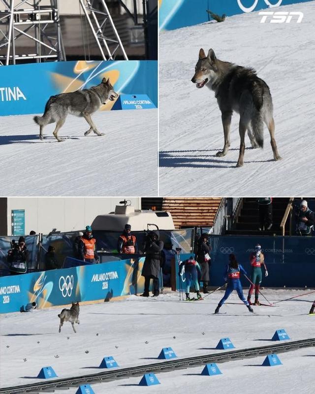 狼犬闯入冬奥赛场，终点前追着选手跑_狼犬闯入冬奥赛场，终点前追着选手跑_