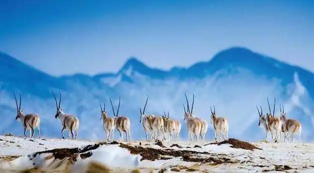 追电视剧《生命树》，为什么总让我热泪盈眶_追电视剧《生命树》，为什么总让我热泪盈眶_