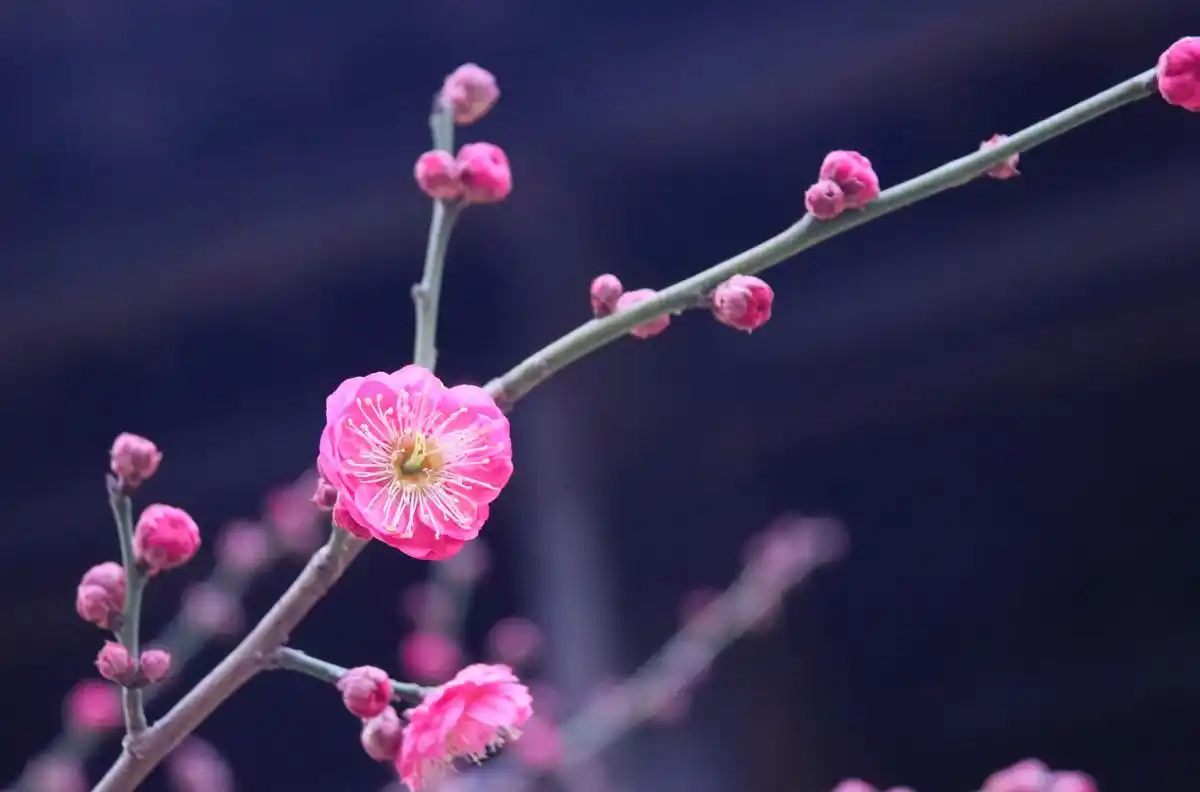 想你念你亲爱的你求歌名__想你爱你念你恋你