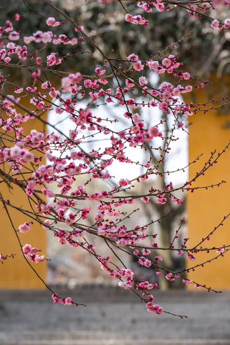 _想你念你亲爱的你求歌名_想你爱你念你恋你