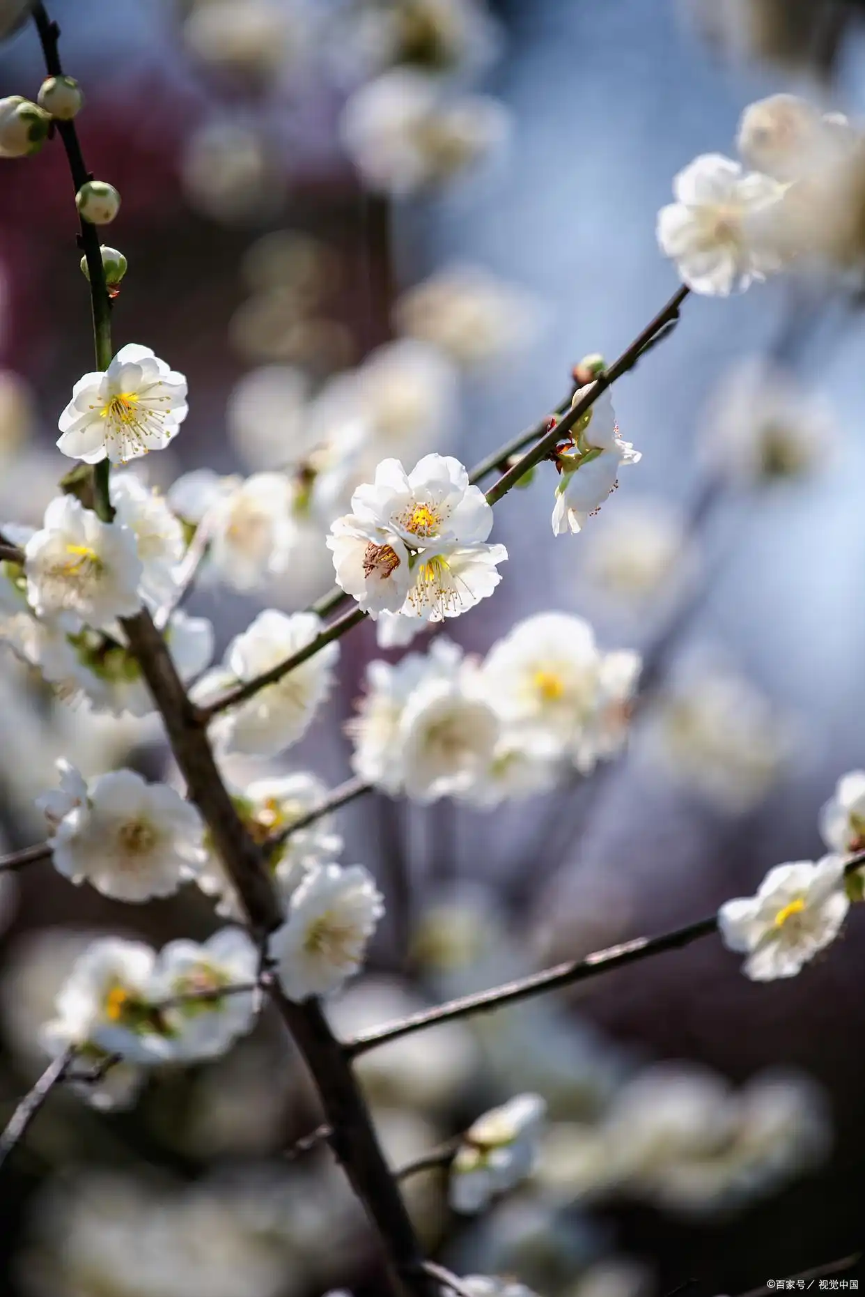 想你爱你念你恋你__想你念你亲爱的你求歌名