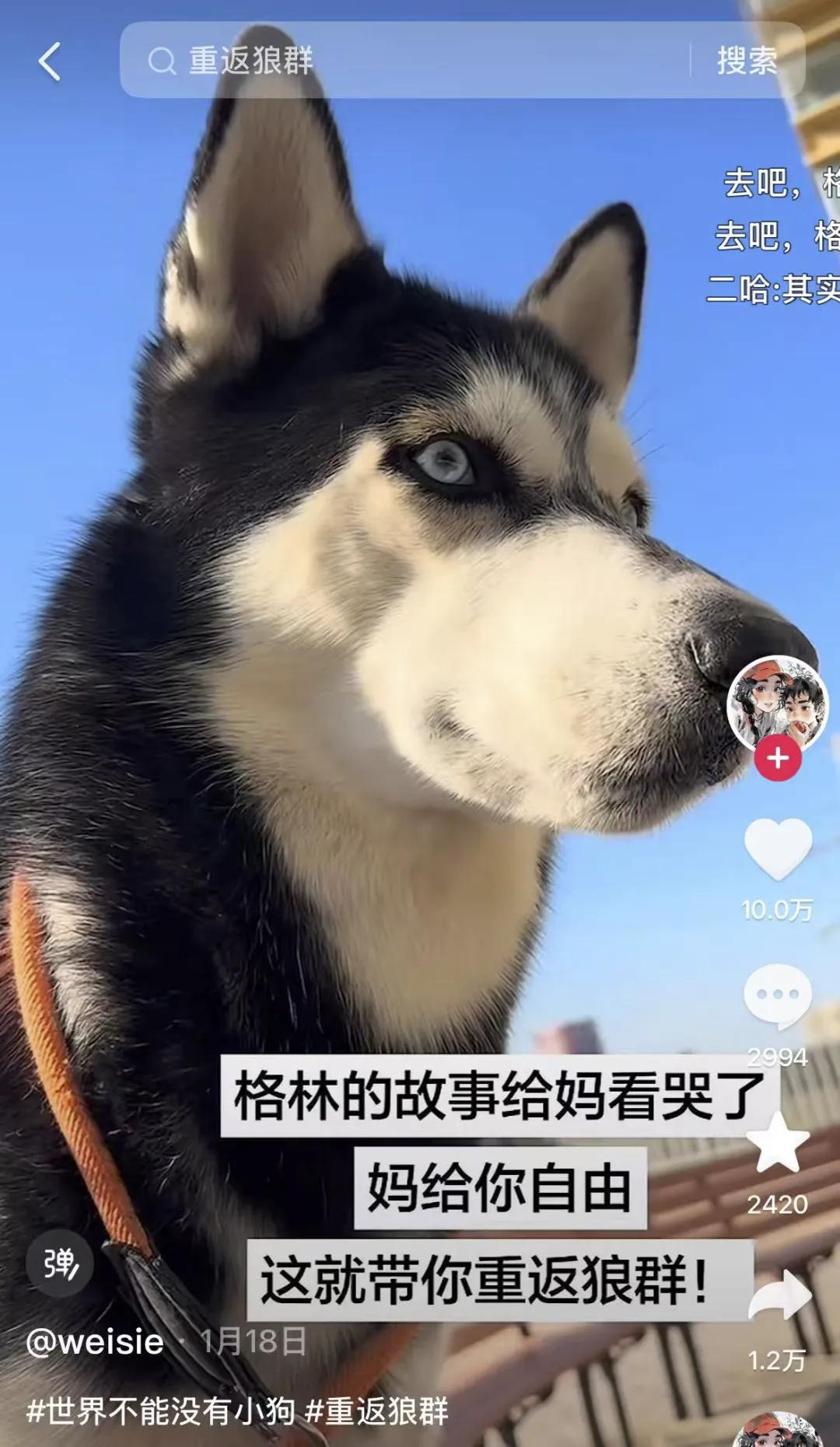 春节档电影热度__去年春节档