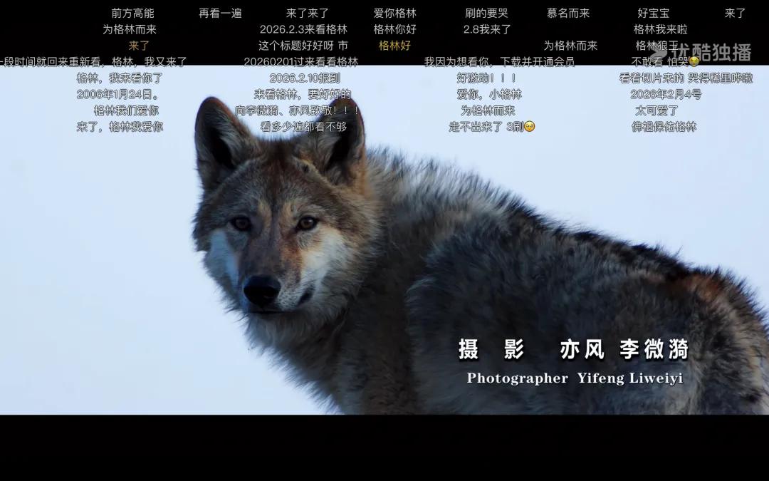 _春节档电影热度_去年春节档