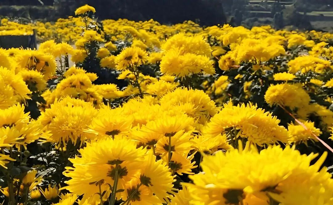 讲一个小鲜肉抱“女大佬”大腿上位的瓜！__讲一个小鲜肉抱“女大佬”大腿上位的瓜！