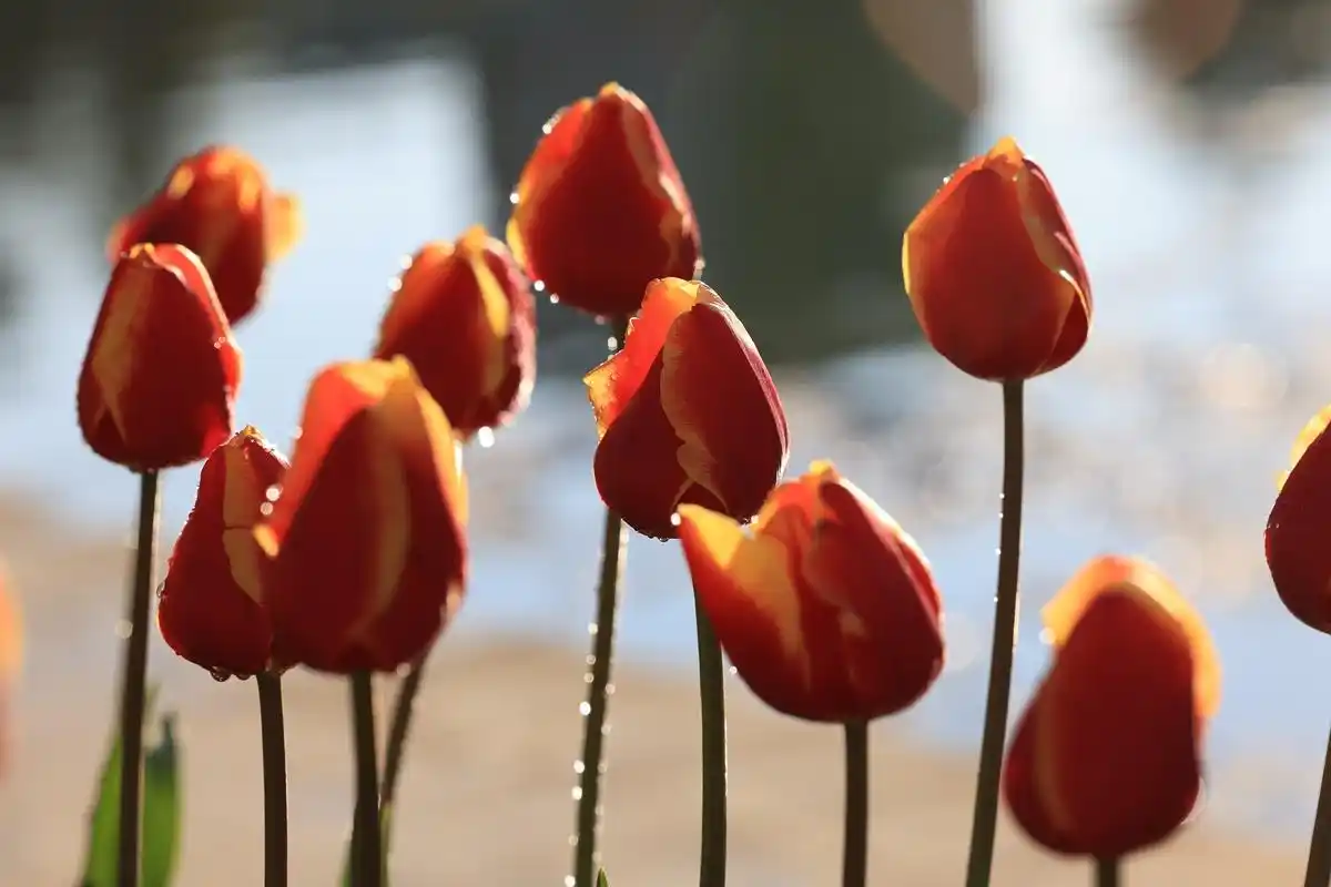 想念你的好想念你的味道歌词_好想你的样子_