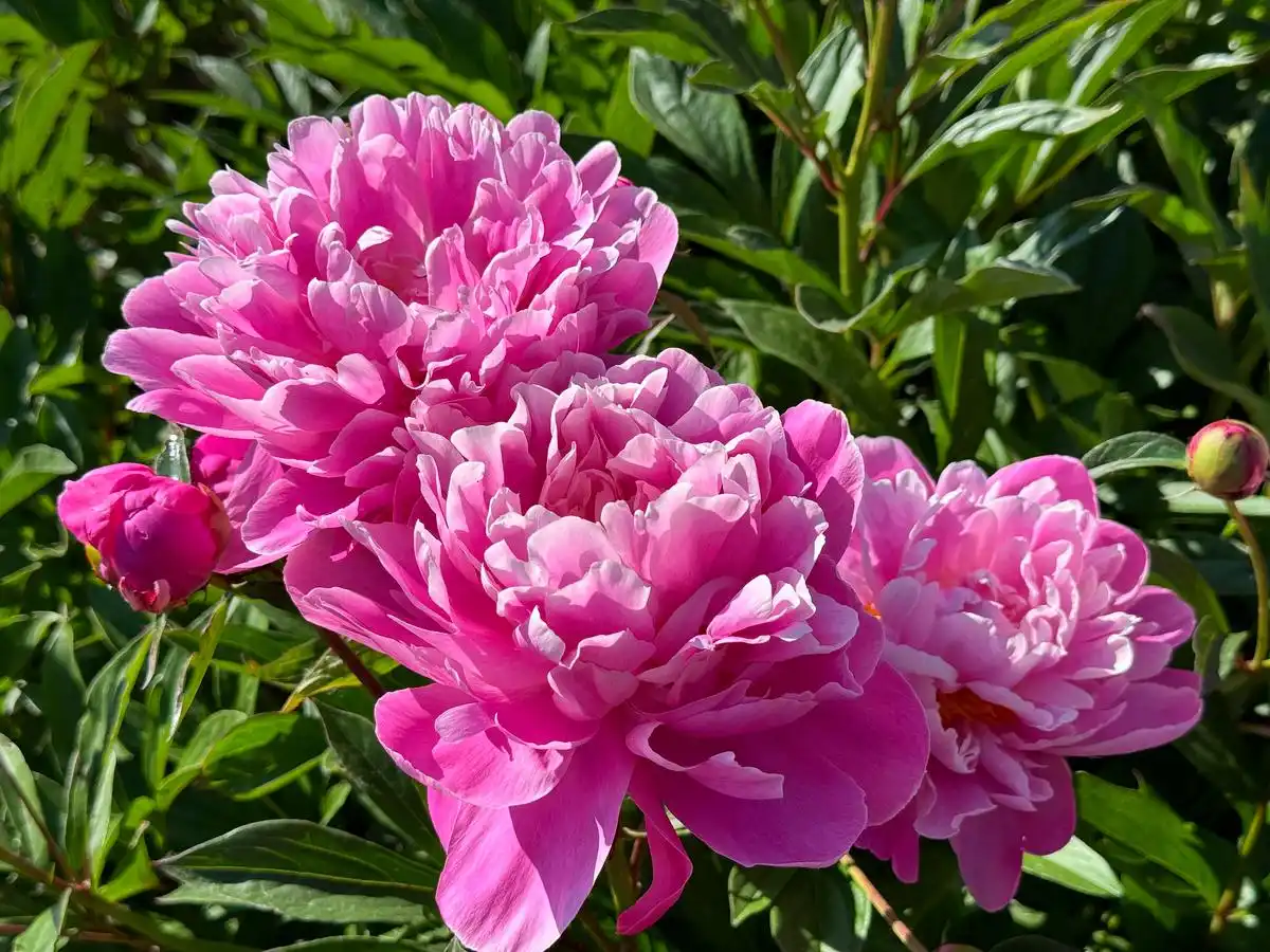 一生朋友牵挂__广场舞一生牵挂的人