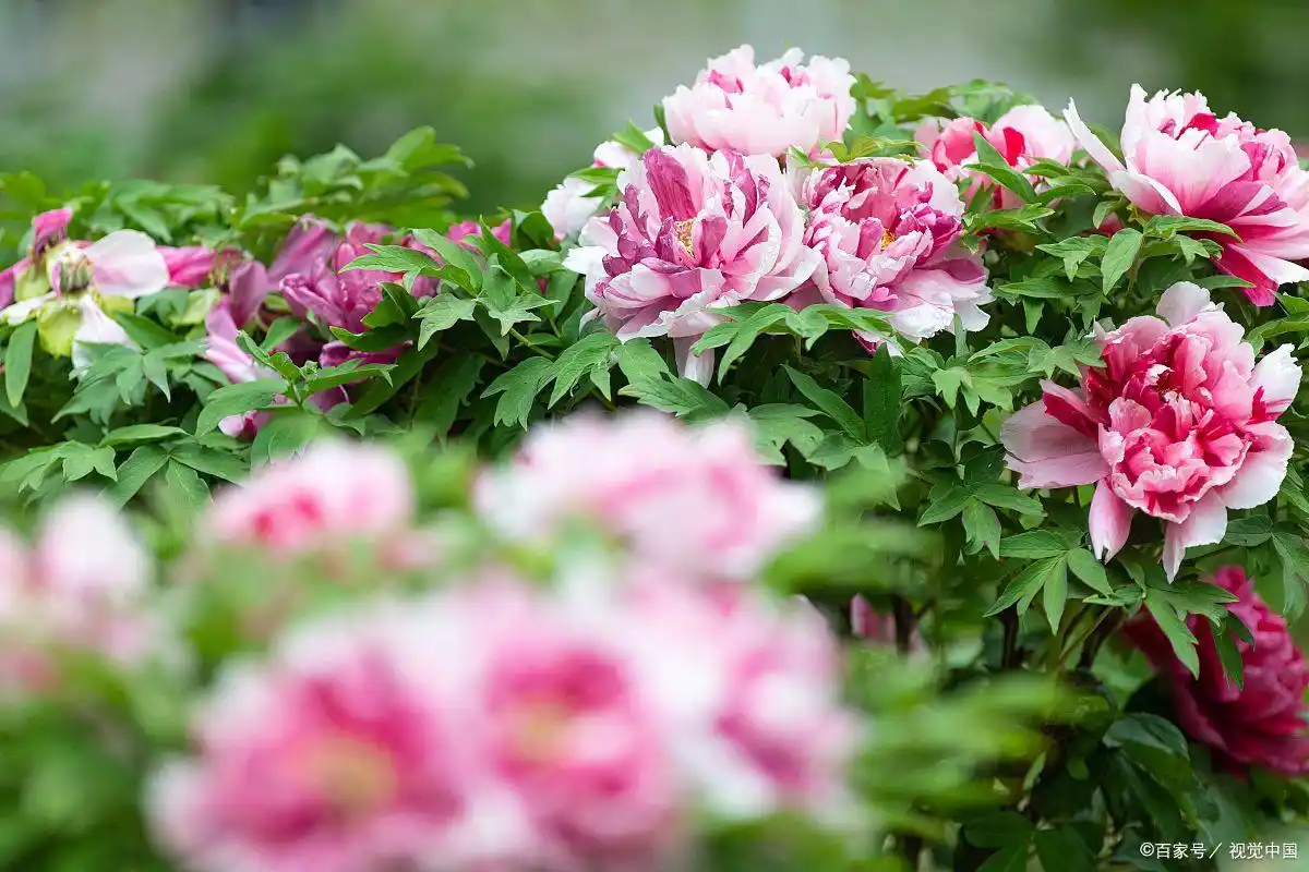 广场舞一生牵挂的人_一生朋友牵挂_