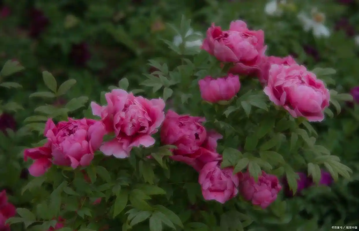 一生朋友牵挂_广场舞一生牵挂的人_