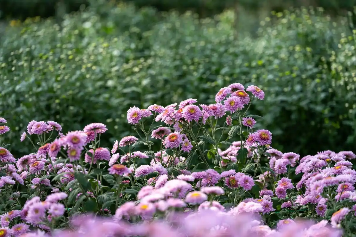 想你夕一世一朝念一生歌词__念你一生一世诗词