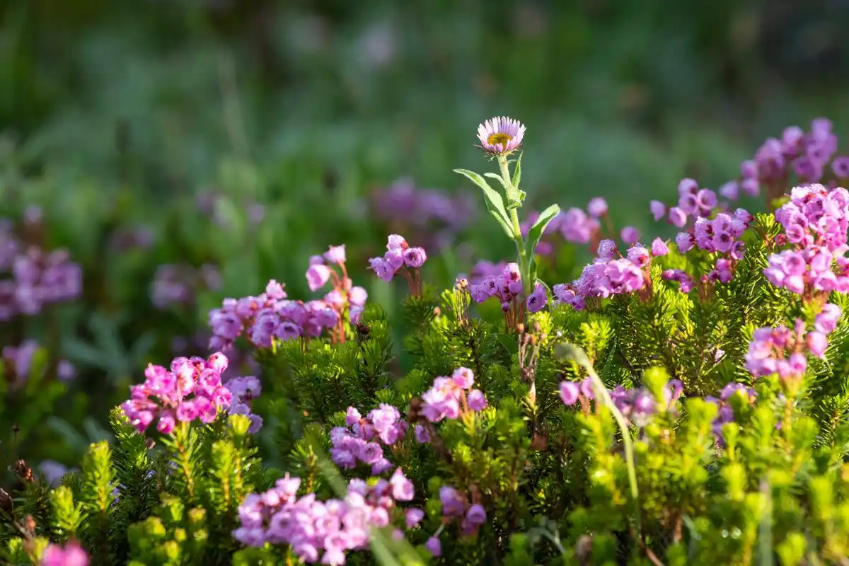 想你夕一世一朝念一生歌词__念你一生一世诗词