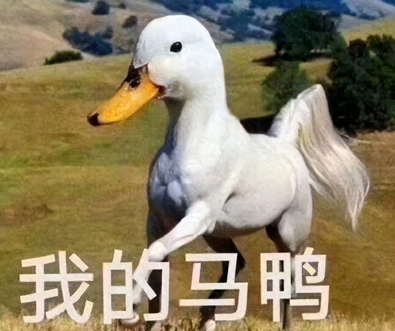 如何解读马盘__马年百科