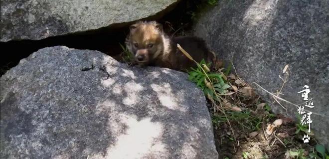 李晨把范冰冰惹哭视频_黄渤惹哭林志玲完整版_