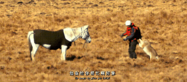 _黄渤惹哭林志玲完整版_李晨把范冰冰惹哭视频