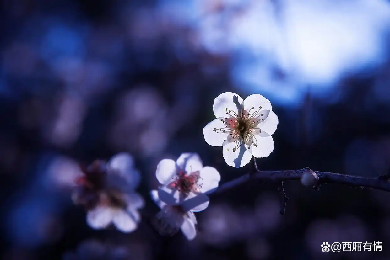 _放下执念心才能安宁什么意思_放下执恋才能回归安宁