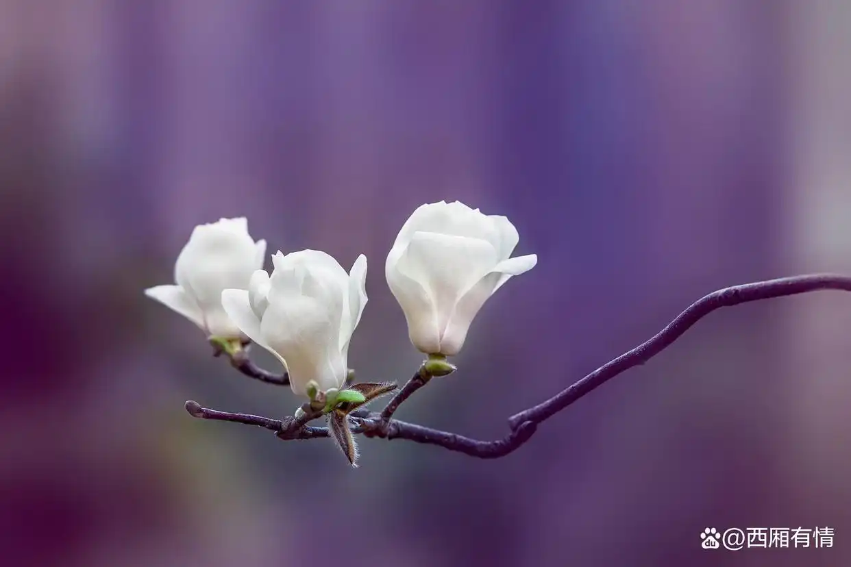 放下执念心才能安宁什么意思_放下执恋才能回归安宁_