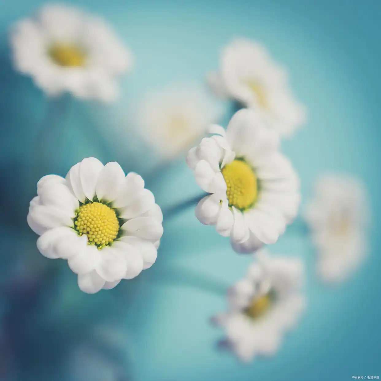 沉默褪了颜色是什么意思_沉默退了颜色下一句_