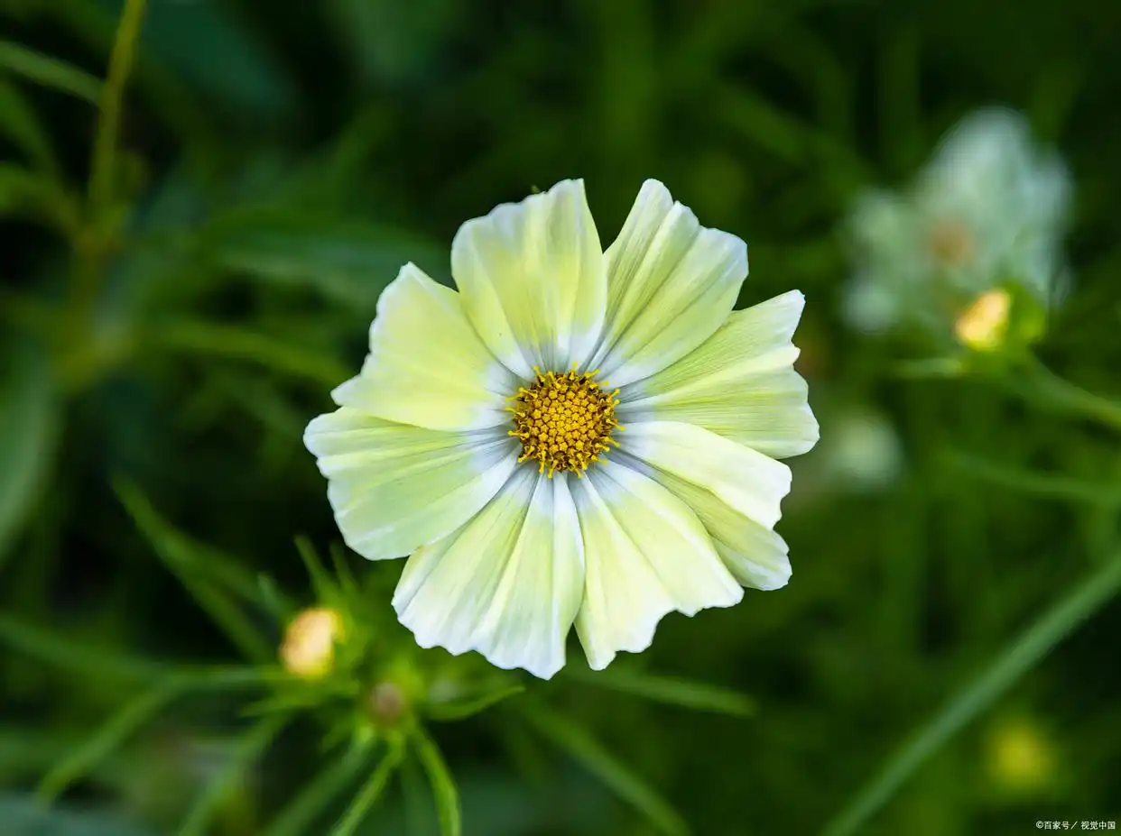 沉默退了颜色下一句__沉默褪了颜色是什么意思