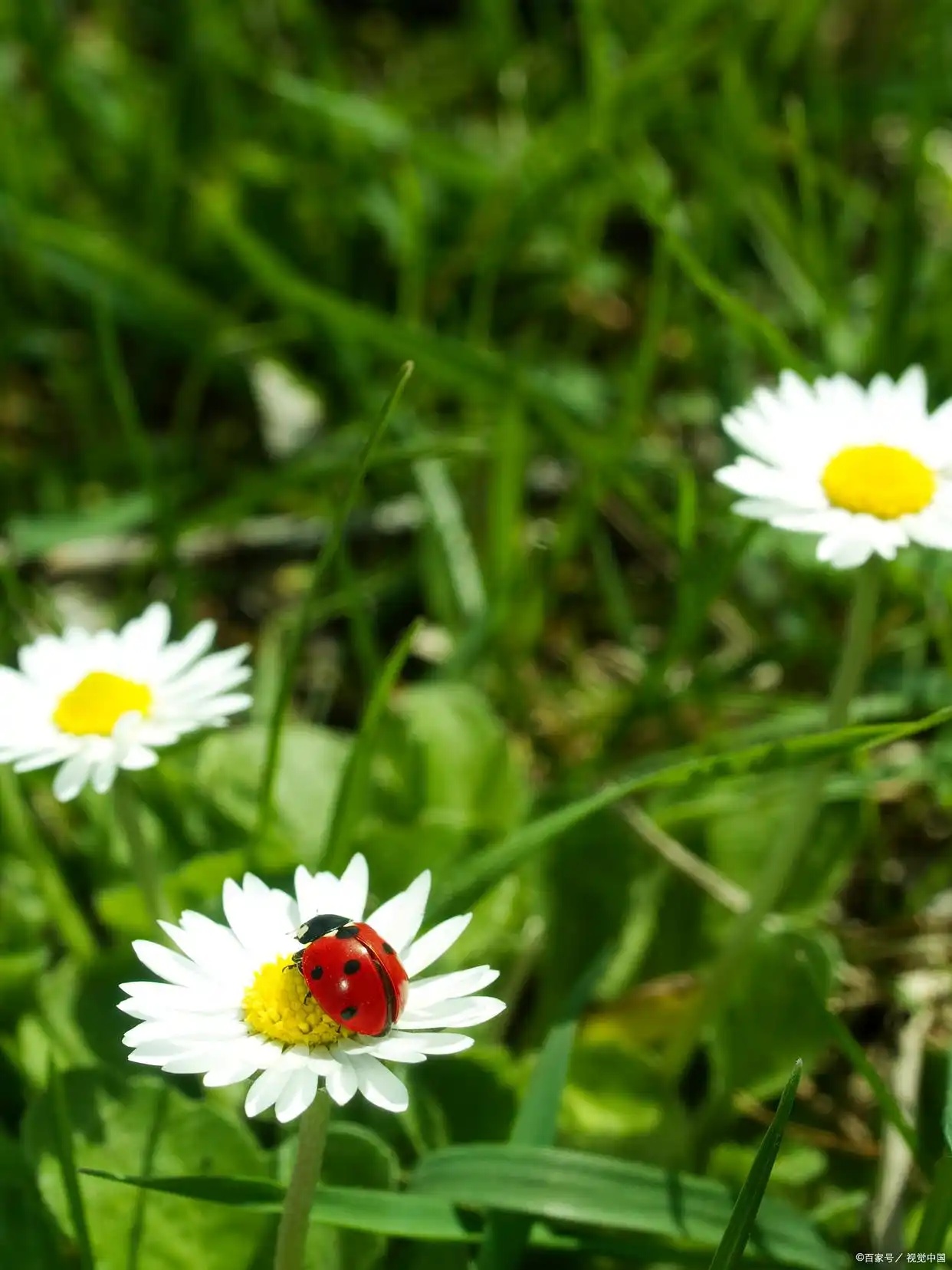 _沉默褪了颜色是什么意思_沉默退了颜色下一句