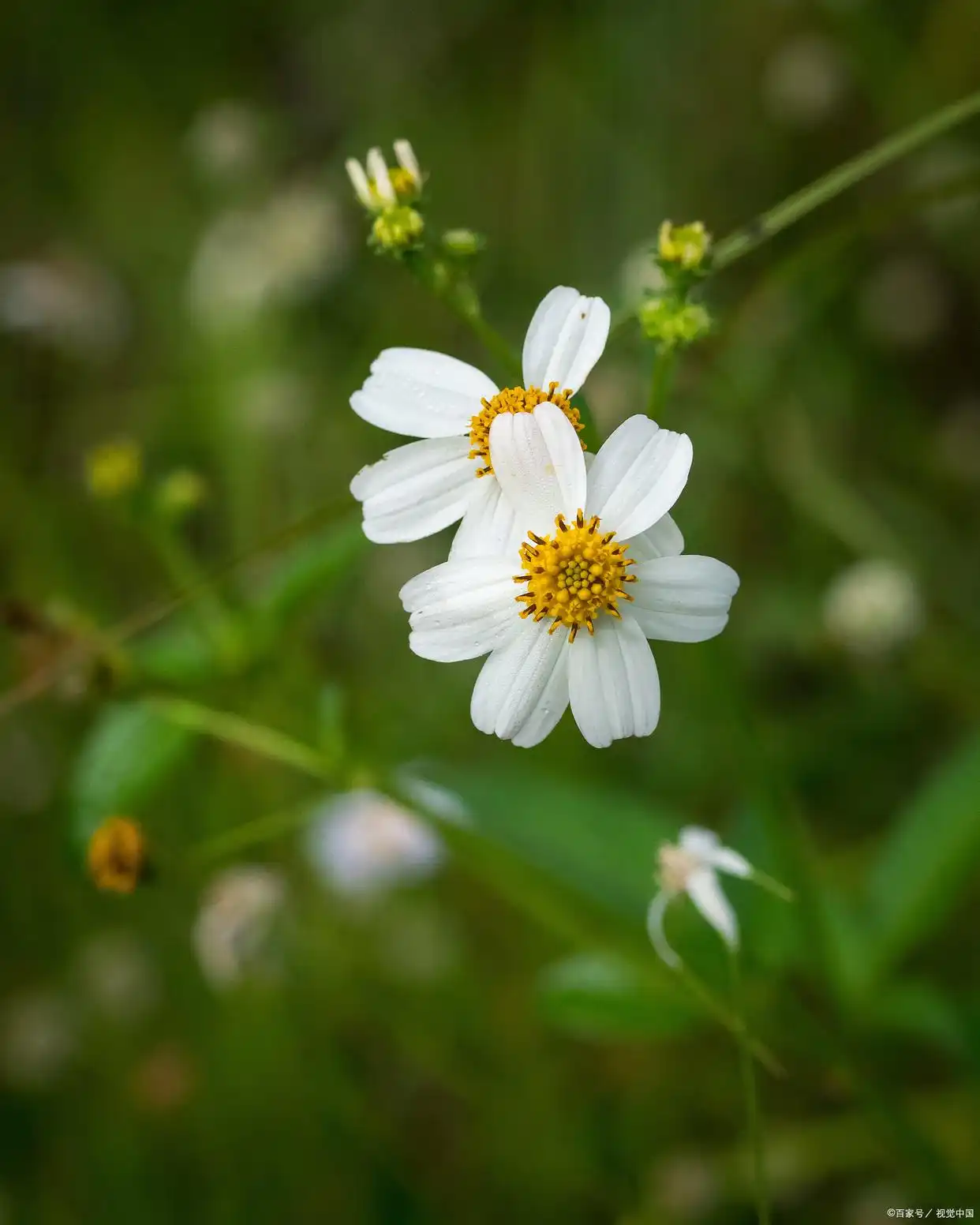 _沉默退了颜色下一句_沉默褪了颜色是什么意思