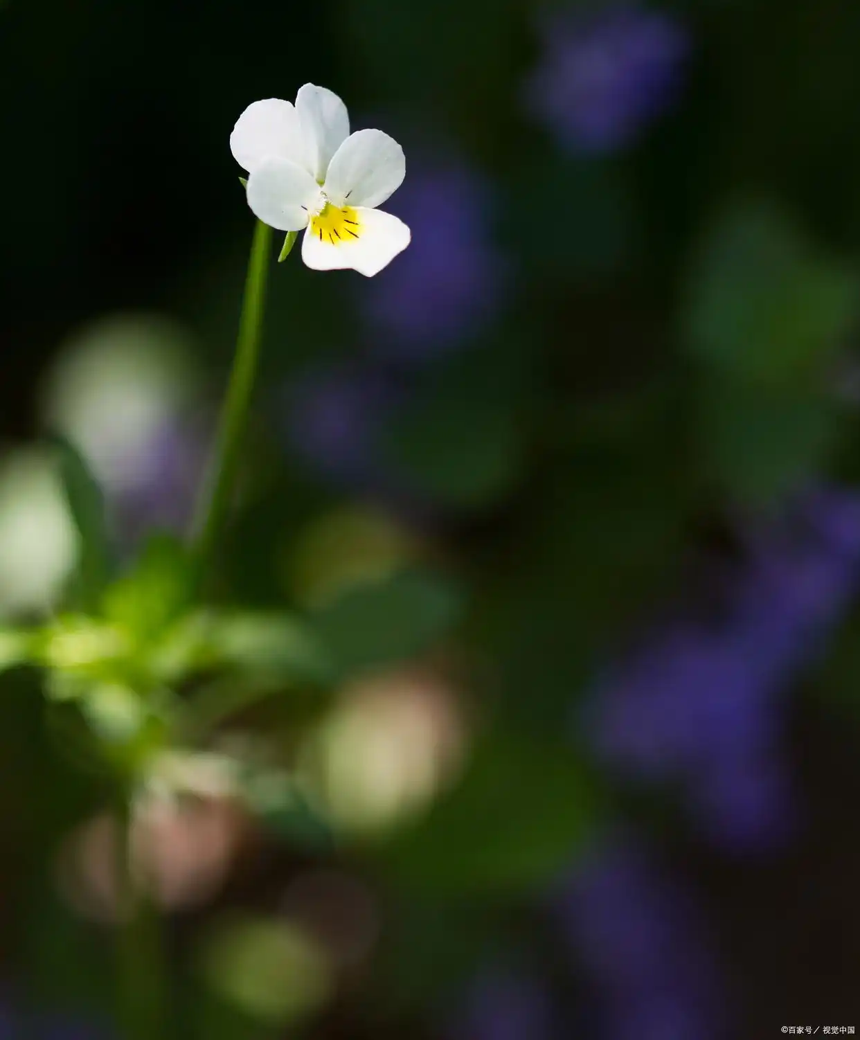 沉默退了颜色下一句__沉默褪了颜色是什么意思