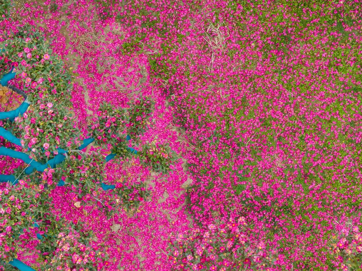 _性瘾难戒还是烟瘾难戒_想你是我戒不掉的瘾美文