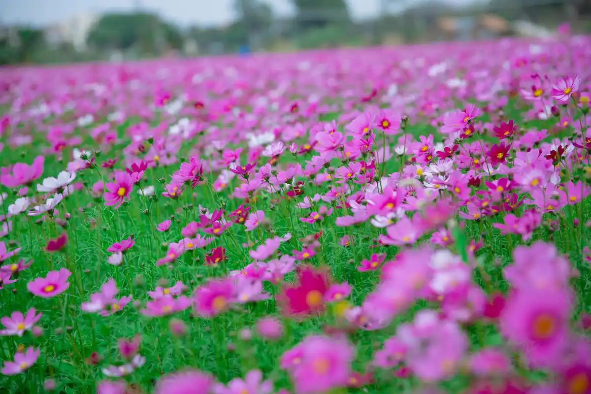 _想你是我戒不掉的瘾美文_性瘾难戒还是烟瘾难戒